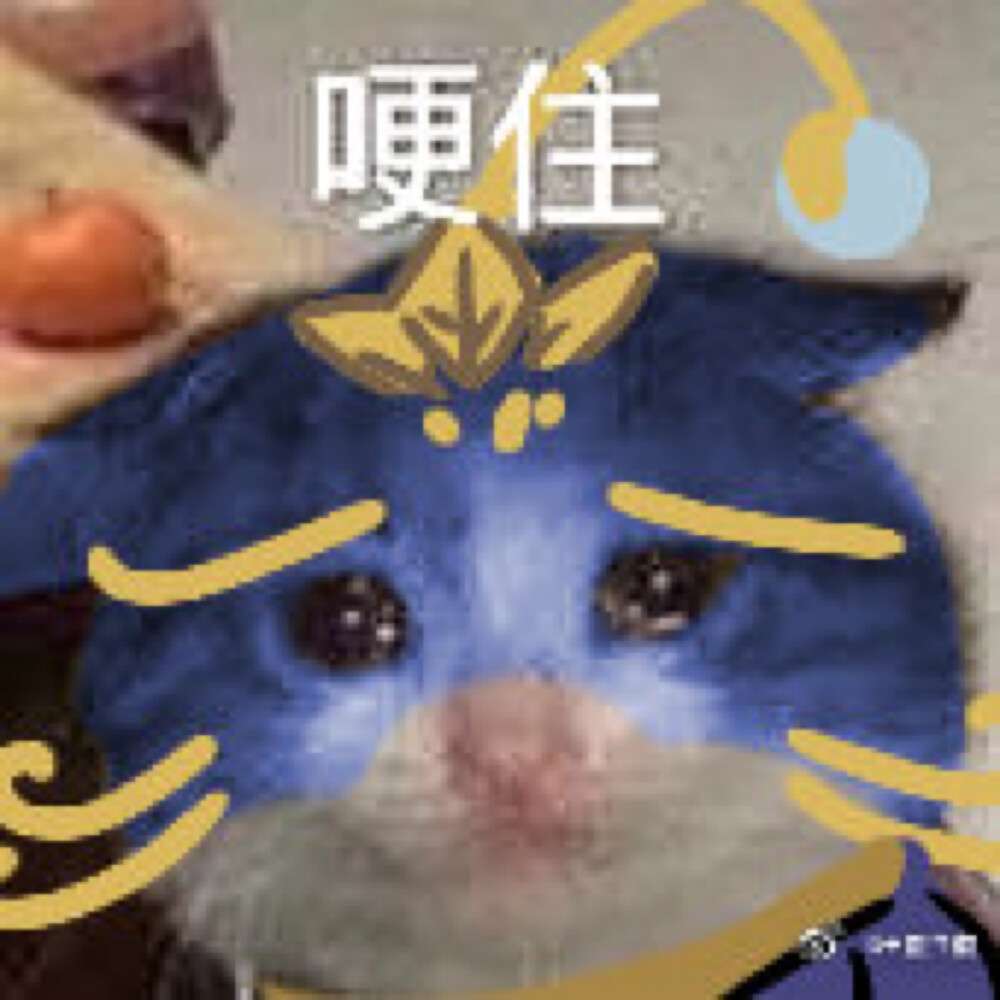 辅爹攻略 如何成为最神奇的猫咪 知乎