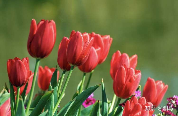 绿尔种球小知识给球根花卉施肥应该注意什么 知乎