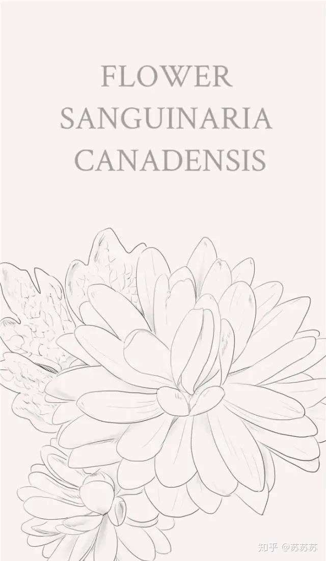 手绘识花 知乎