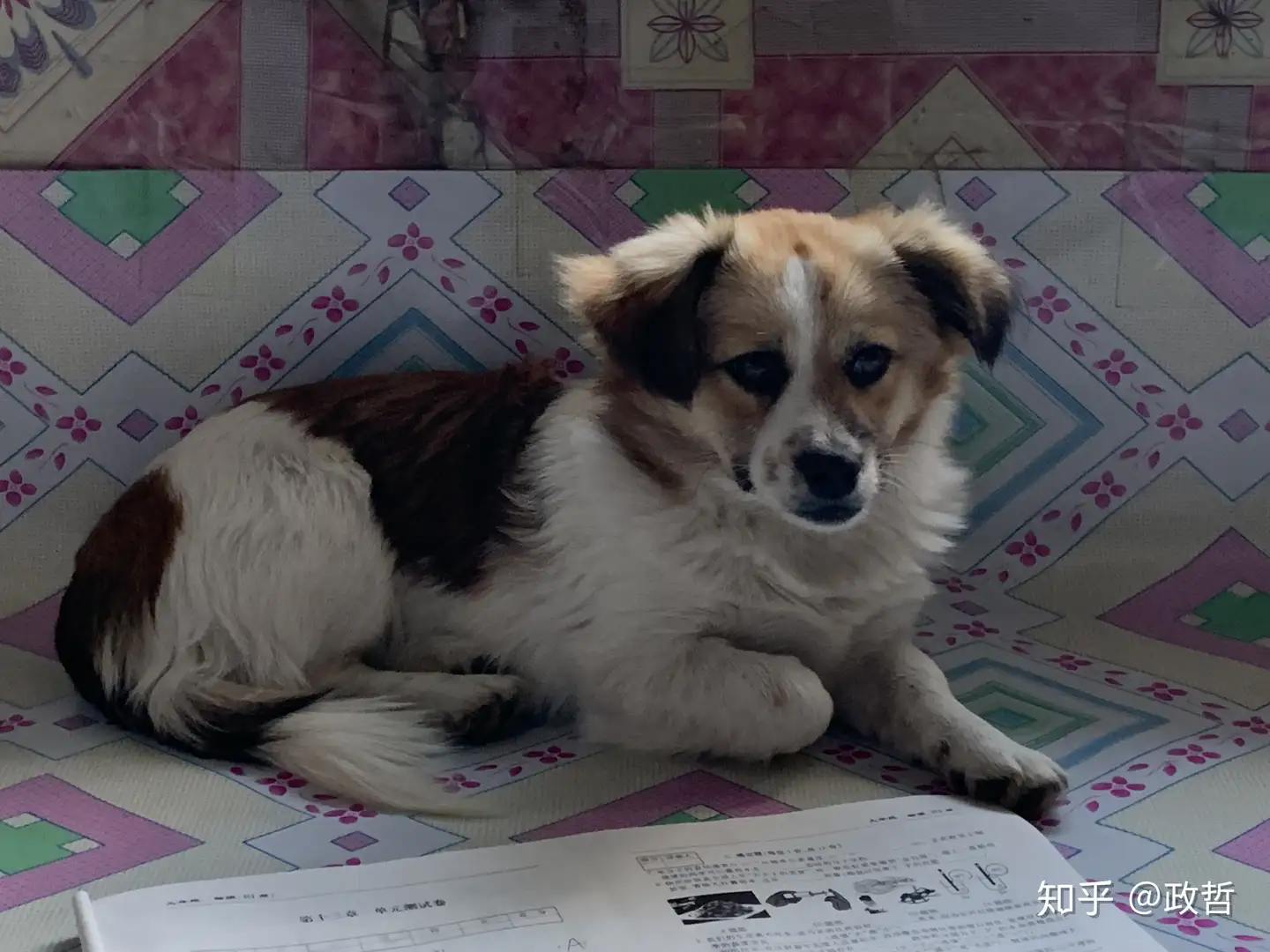 狗狗得了细小后痊愈 知乎