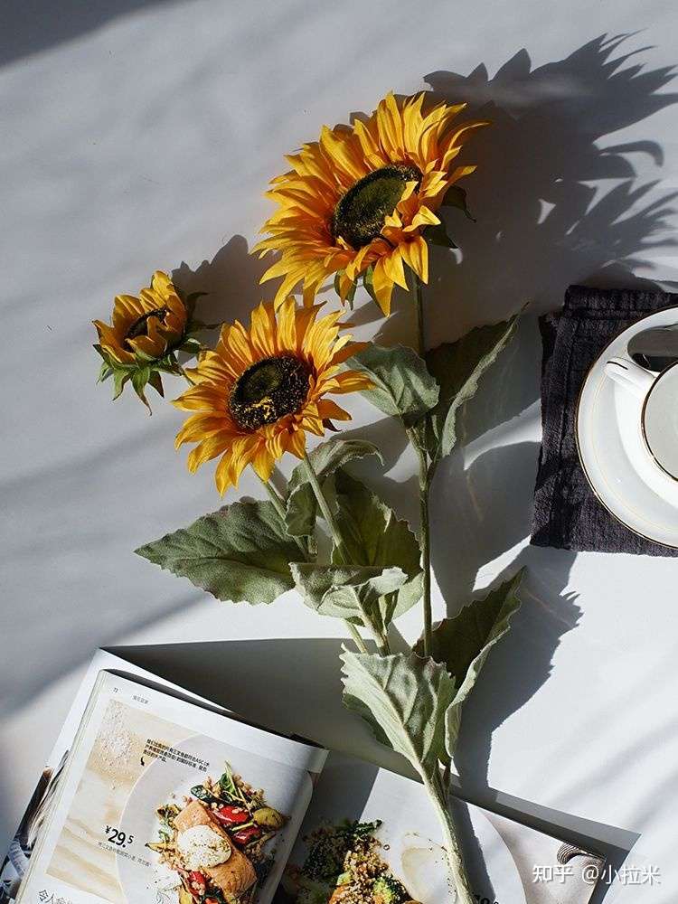 七夕情人节花语小助攻 知乎