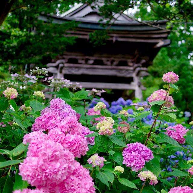 初夏限定 错过4月的樱花 雨季的紫阳花来了 知乎