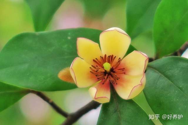 庭院十大香花树 你喜欢哪一种 知乎