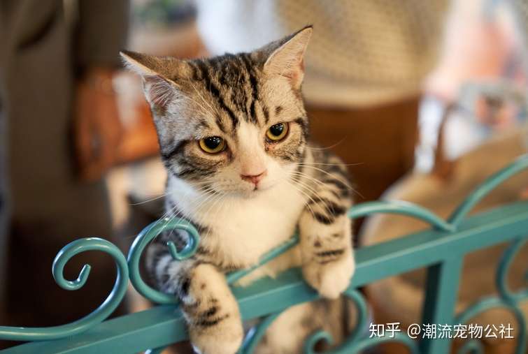 猫咪真的需要绝育吗 男猫女猫有什么差异 知乎