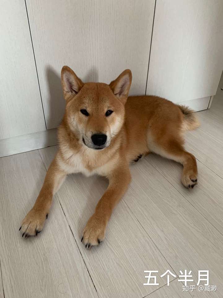 五个月大的柴犬怎么这么丑?
