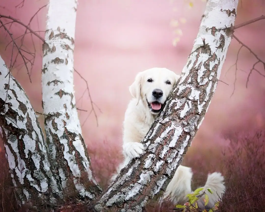 金毛犬的饲养建议 金毛优缺点你知道多少 知乎