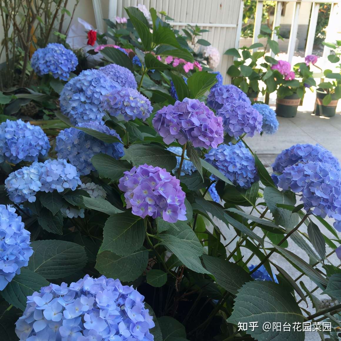 7种 漂亮花 花期 定在 七月 三伏天气 越热越开花 知乎