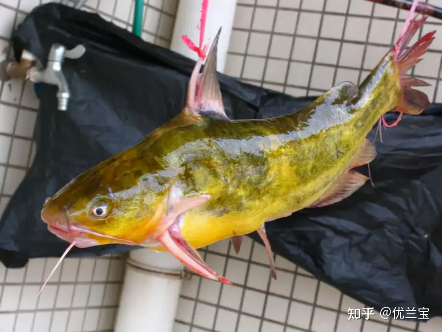 死亡率极高的黄颡鱼腹水症解决方案来了 专家建议提前预防 知乎