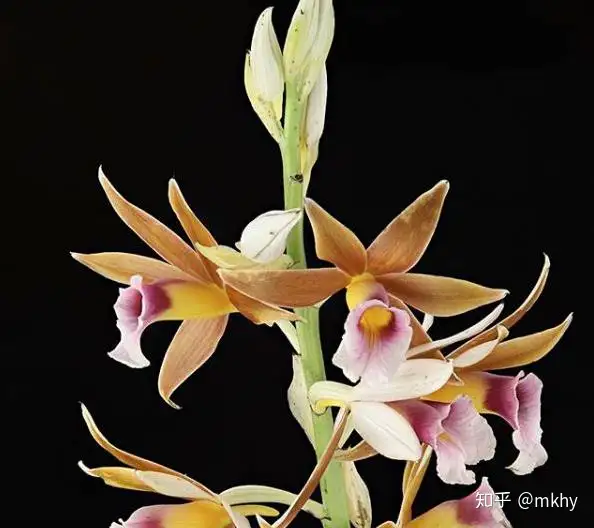 十二位花神 十二种风格 十二种人生 知乎