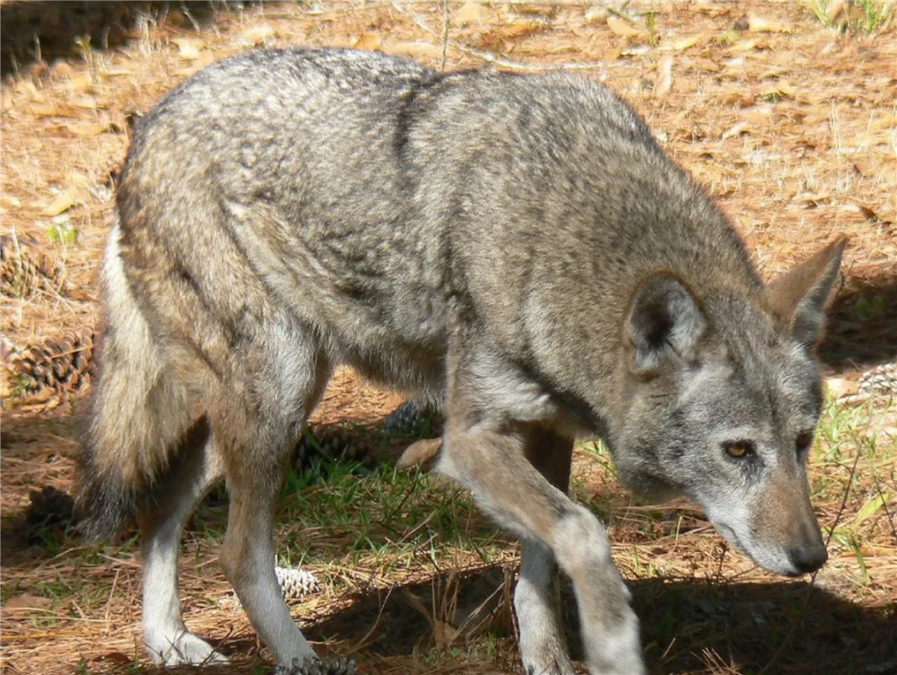 世上最濒危的狼 仅35只 常因找不到同类来繁殖 只好与灰狼交配 知乎