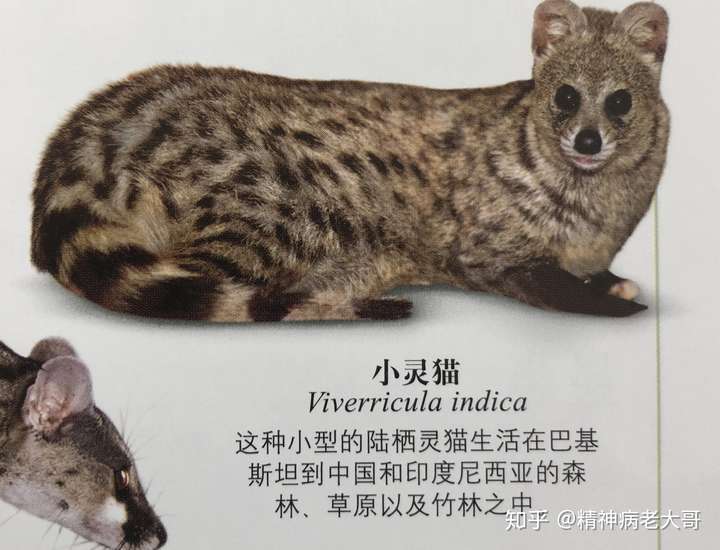 小灵猫的外形是怎样的这一生物种群现状如何