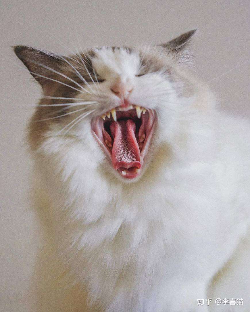 猫咪像狗狗一样吐舌头有四个原因 虽然可爱但铲屎官不能掉以轻心 知乎