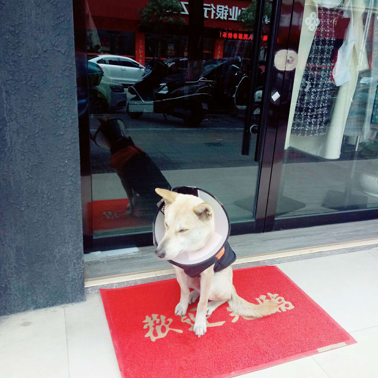中华田园犬的颜值能有多高 知乎