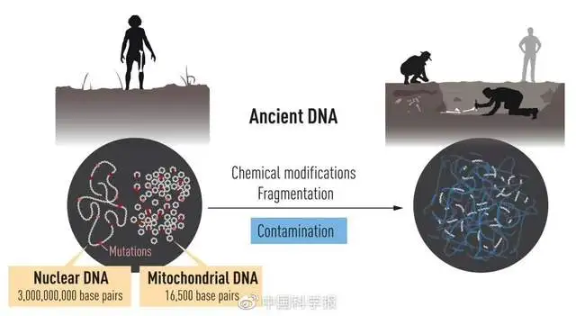 2023年诺贝尔生理学或医学奖揭晓（二零二零年诺贝尔生理学或医学奖） 第2张