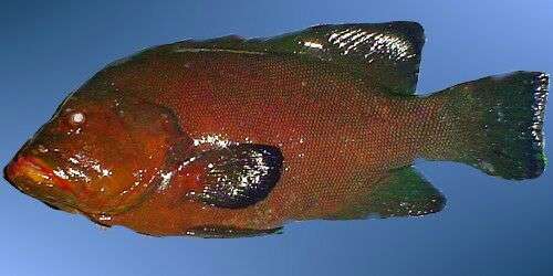 烟鲈aethaloperca rogaa,属于广义上的石斑鱼 俗称黑瓜子斑