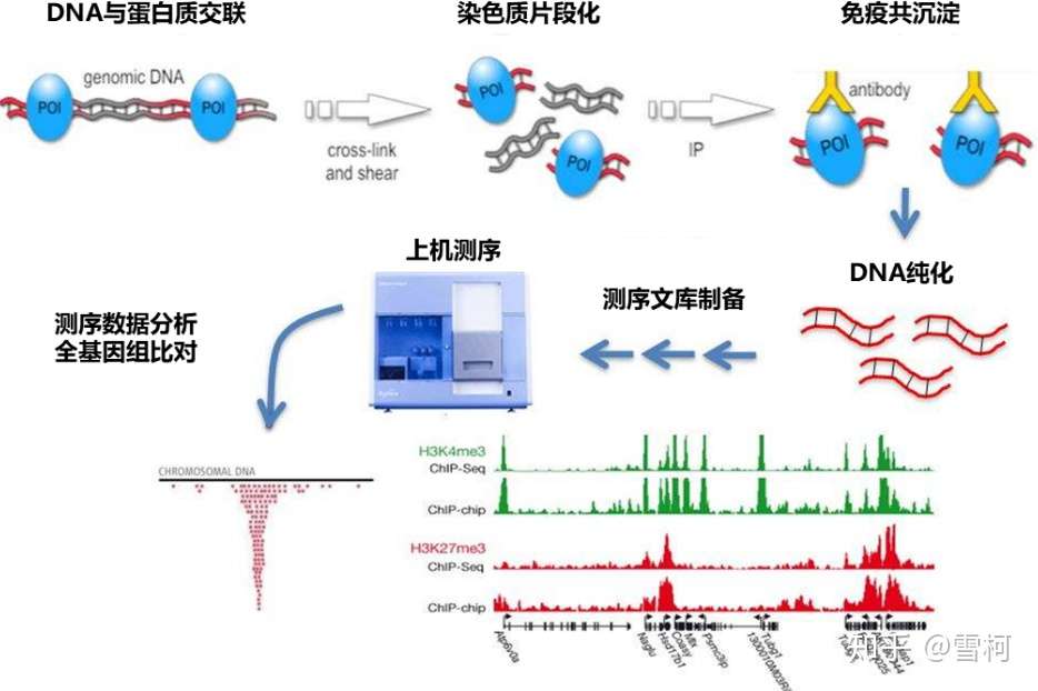 我要自学生信之生信基础 Chip Seq流程及结果解读 知乎