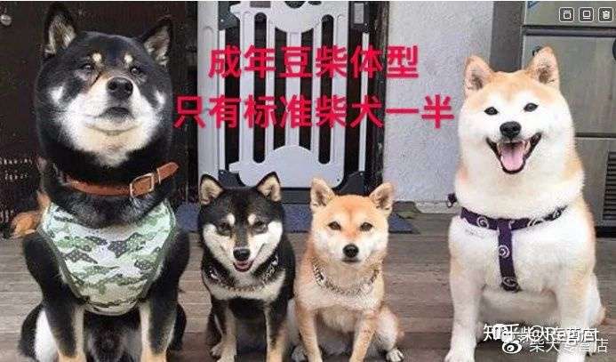 柴犬小课堂之精解 豆柴 小体 标柴 知乎