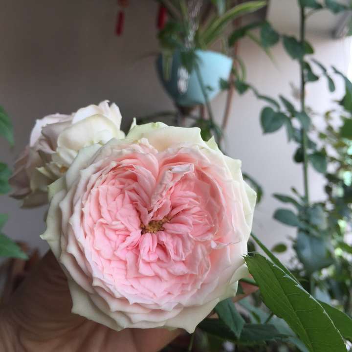 植物种植 为什么真正喜欢养植物的男生比女生多?(图5) 植物种植 为什么真正喜欢养植物的男生比女生多?(图5)
