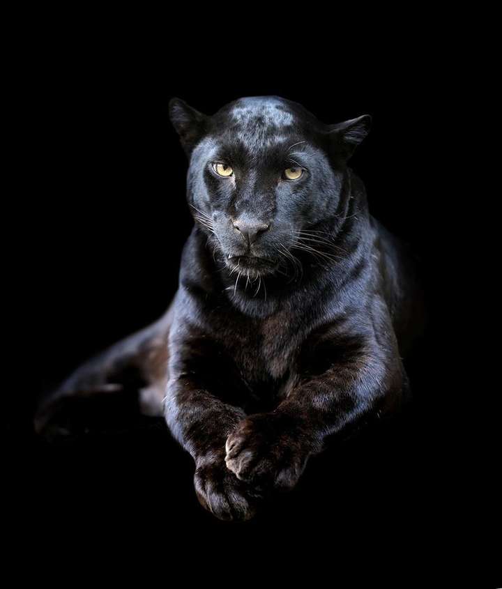 动物头像黑豹图片