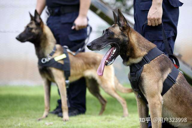 马犬为什么能成为警犬 这7个原因 太优秀了 知乎