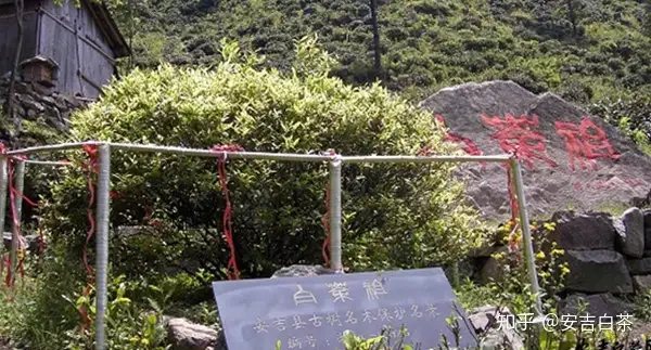安吉白茶祖简介，白茶祖历史由来传说