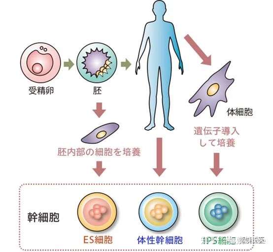 人类的初始是颗受精卵 知乎