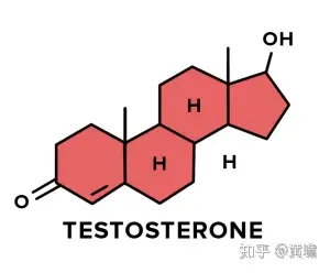 如何睾酮?最详细的睾酮问答
