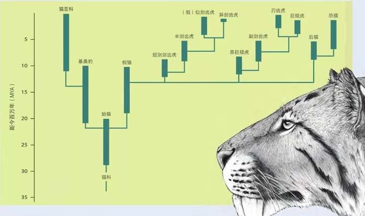 猫科动物中战斗力最强的是谁