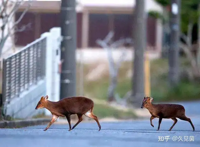 我国神兽入侵日本 长得像鹿 声音像狗 把日本人折磨惨了 知乎