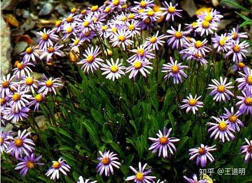 格桑花到底是什么花 知乎