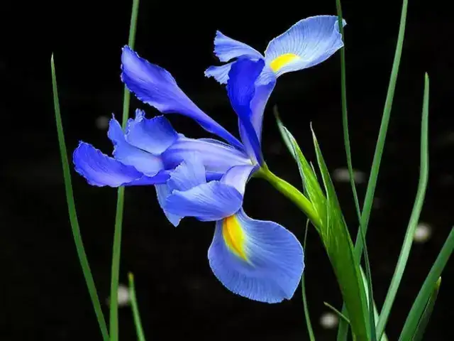 鸢尾花的养护管理 知乎