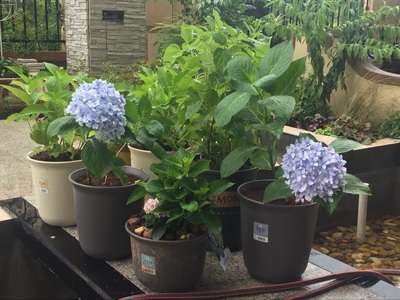 我有一个塑料花盆 可种花胜过其他花盆百倍 知乎