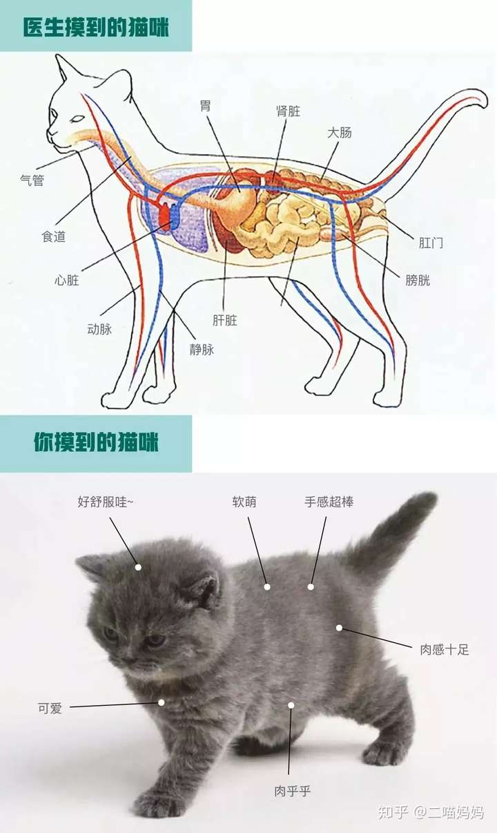 猫体表淋巴结分布图片
