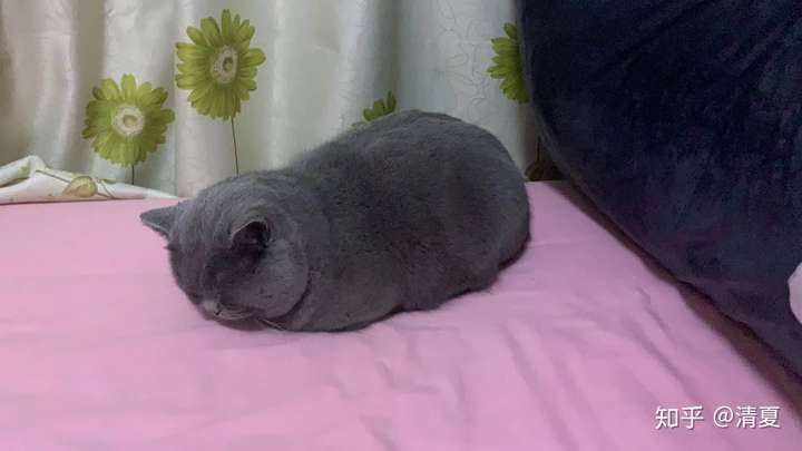 我家蓝猫,2周岁  纯种英短 包子脸 让你康康 我也一周没见我家猫咪了