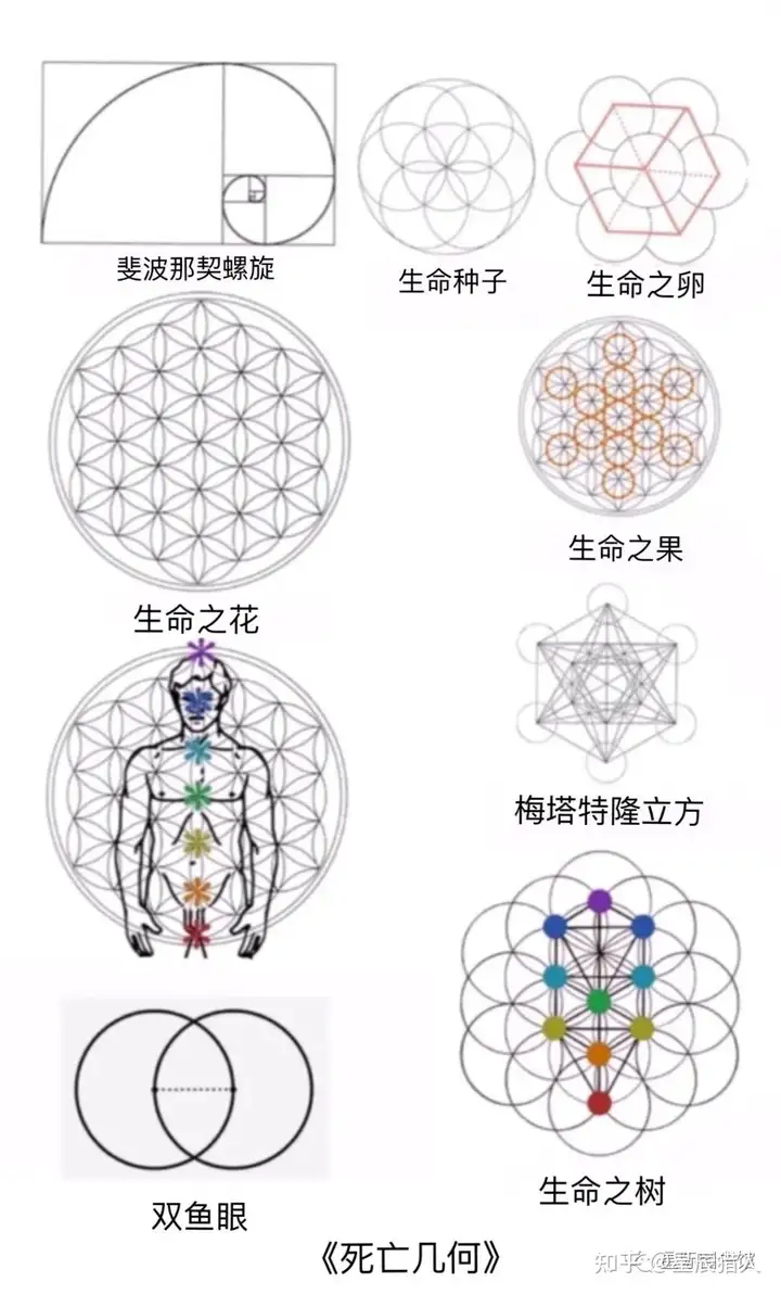 死亡之花和生命之花的区别(图44)