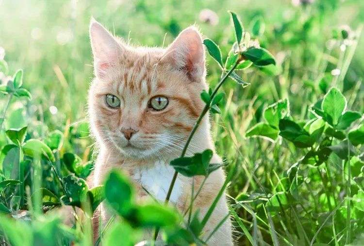 猫对花粉过敏怎么办 知乎 猫对花粉过敏怎么办 知乎