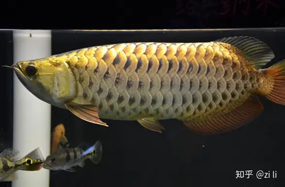 金龍魚種類有哪些？ 觀賞魚 第11張