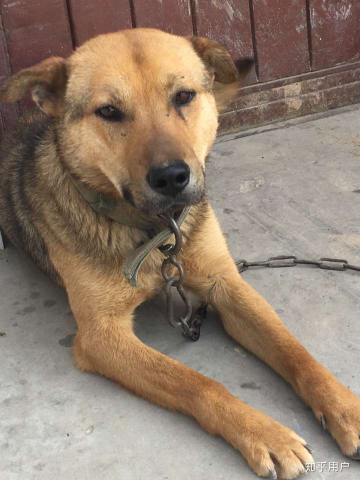 中华田园犬的颜值可以多高?