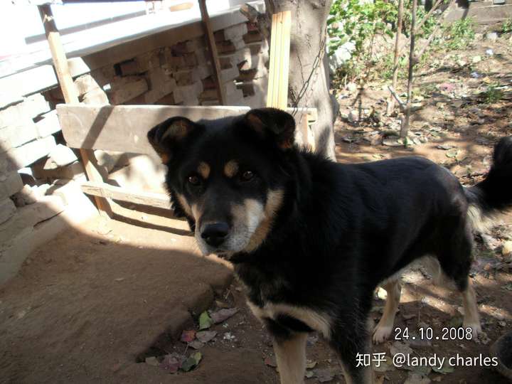 中华田园犬,老家在西北,这种土狗以前很多,特点都类似,是四眼,黑背,黄