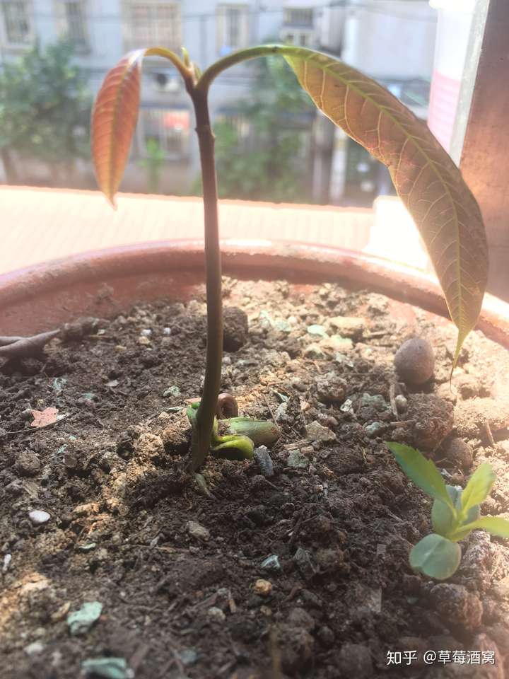 为什么芒果肉里长出树根?