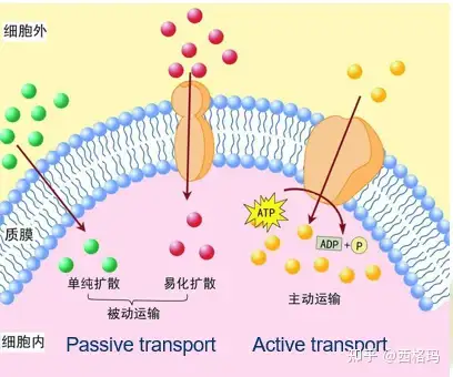 生理学专题（1-细胞的基本功能） - 知乎