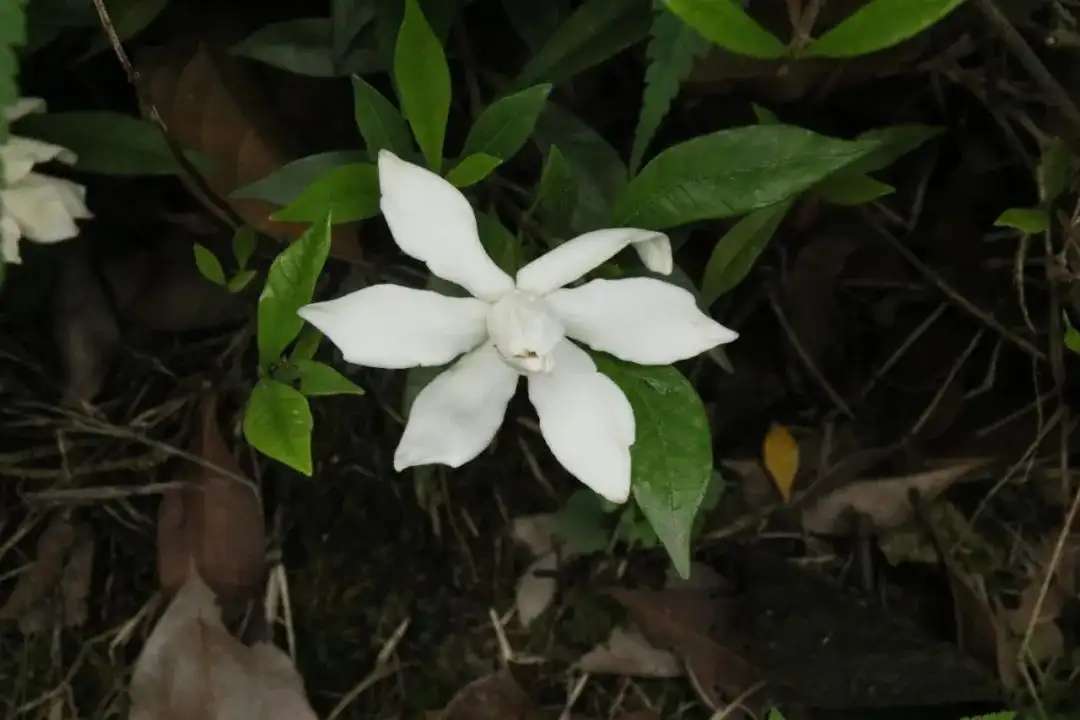 洁白清香栀子花| 植物印象馆No.00016 - 知乎