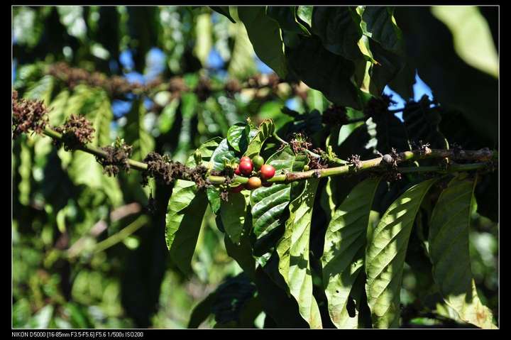 如何回答孩子「为什么有猫屎咖啡没有狗屎咖啡和兔屎咖啡」? - 知乎
