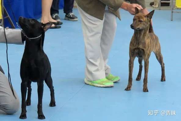 最英勇忠诚的土狗 台湾犬 知乎