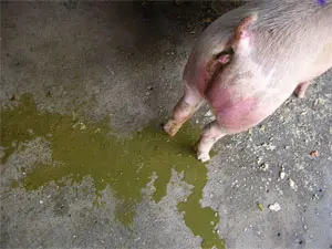 猪流行性腹泻饥饿疗法图片