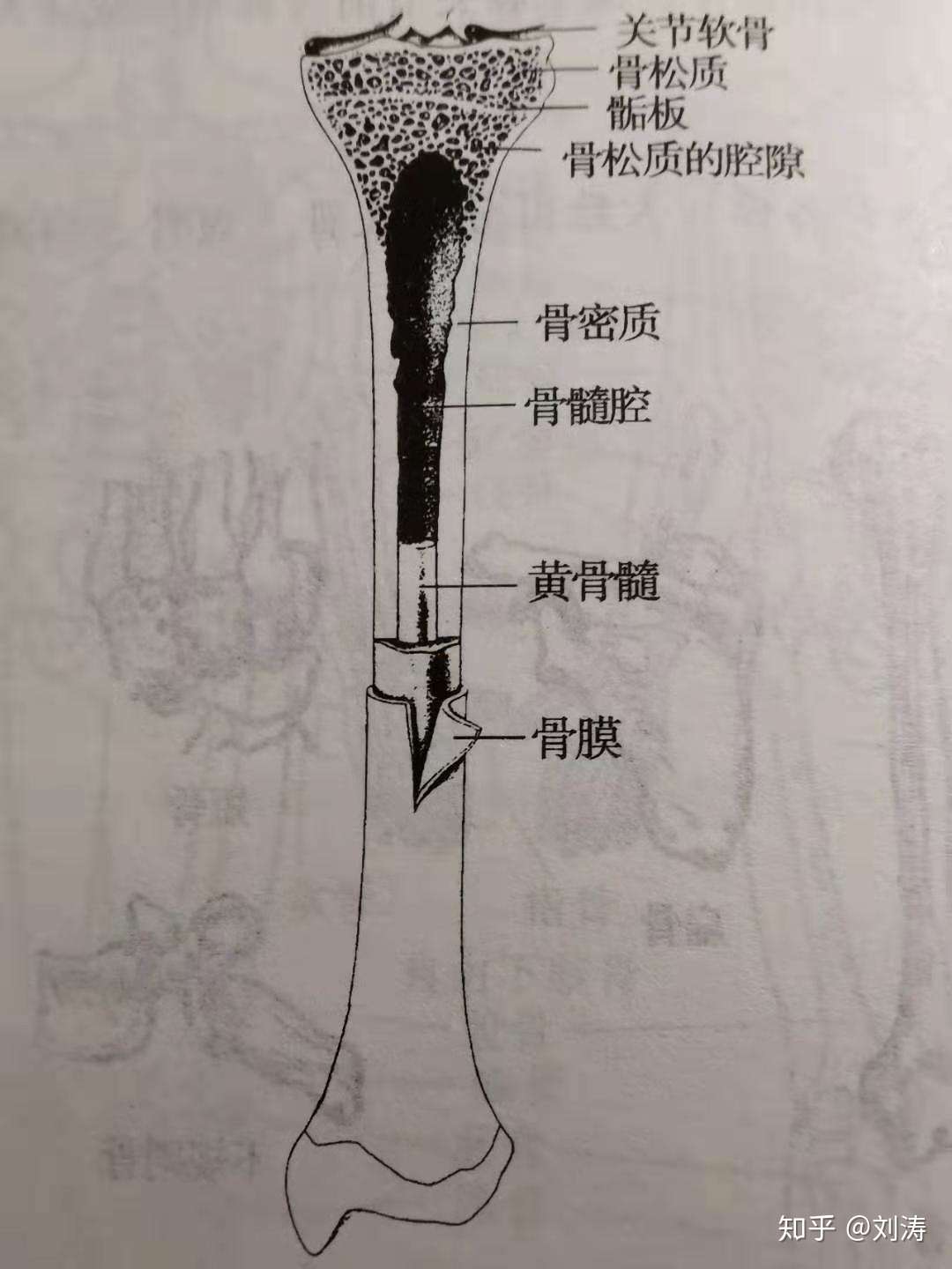 骨骼系统 一 骨3 骨的结构 知乎