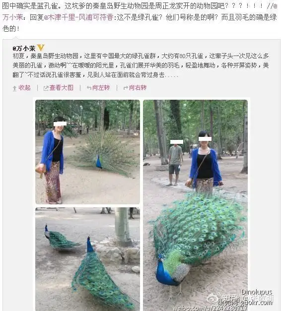 持续追踪：中国绿孔雀灭绝史- 知乎