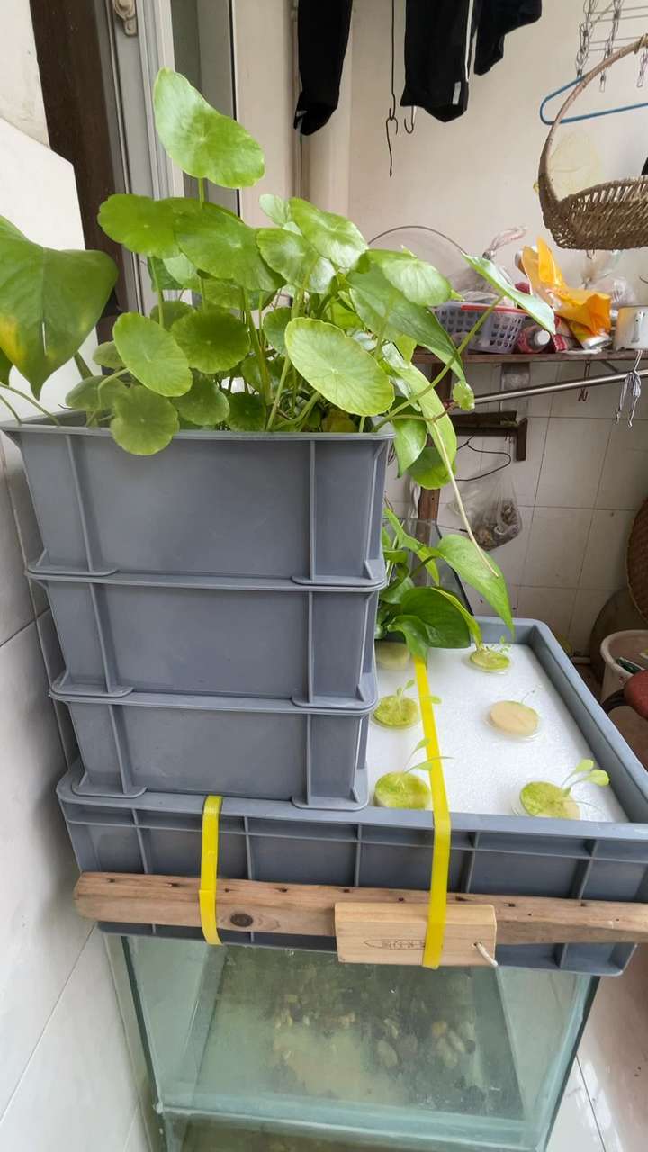 生态缸怎么水培植物?种什么菜能正常生长?