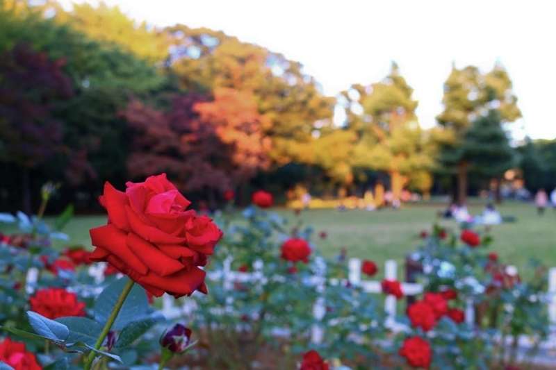 感受大自然的美丽 东京代代木公园 知乎