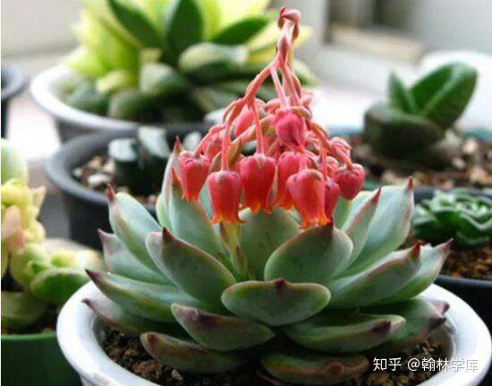 多肉开花 知乎 多肉开花 知乎